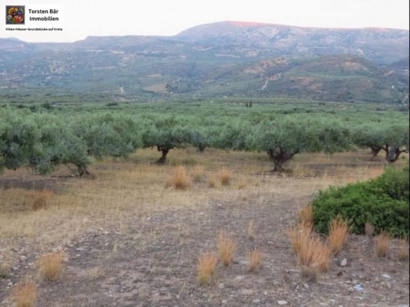 Lithines Kreta Ausgezeichneter Olivenhain in Lithines zu verkaufen Grundstück kaufen